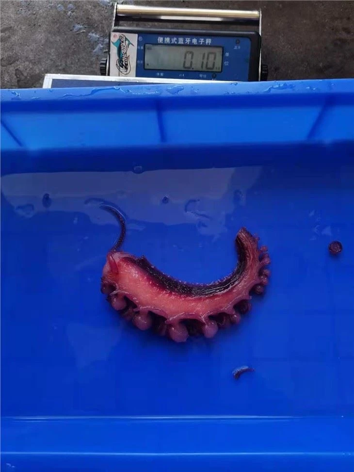 Big Size Frozen Squid Tentacle