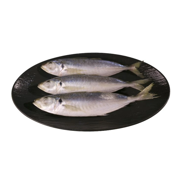 China Small Eye Scad