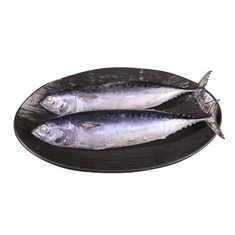 Zamrznjena palamida tuna