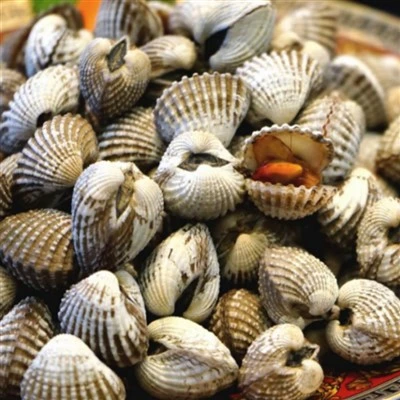 Zamrznjena Scafarca Subcrenata