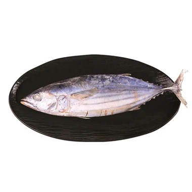 Frozen Skipjack
