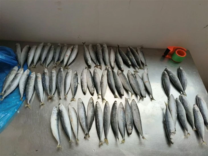 Frozen Shortfin Scad
