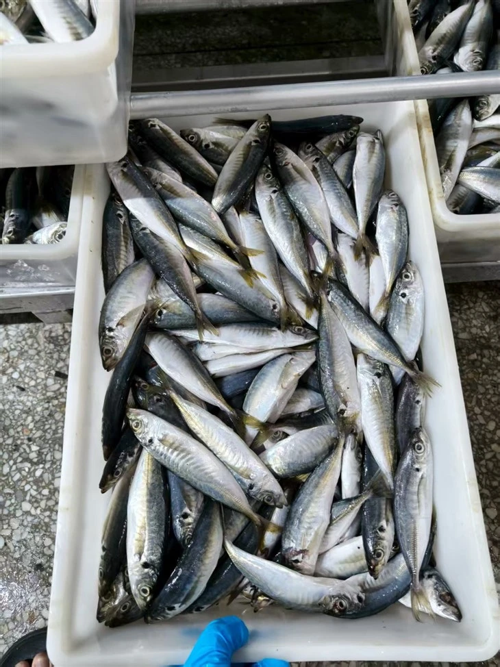 Frozen Trachurus Japonicus price