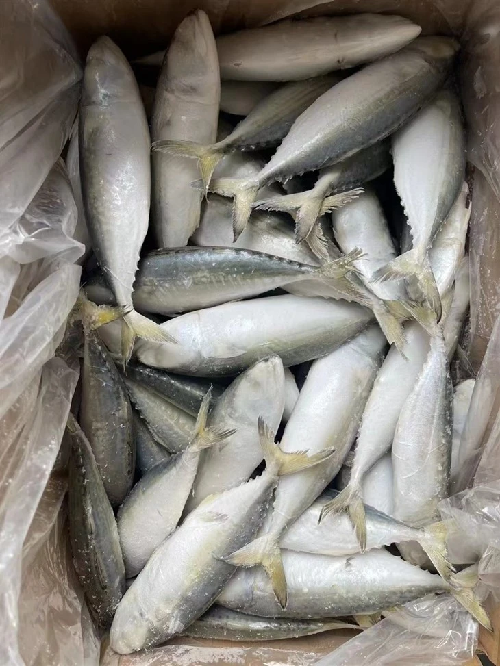 Frozen White Fish factory