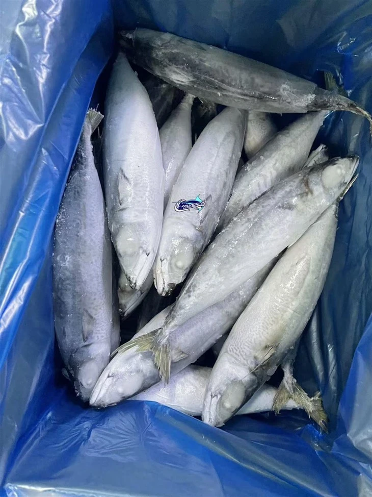 Land Frozen For Pacific Mackerel factory