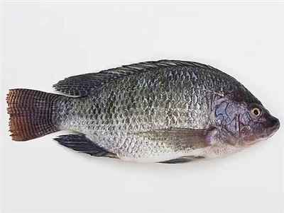 Affected By The Typhoon, The Price Of Tilapia Has Hit A New Low